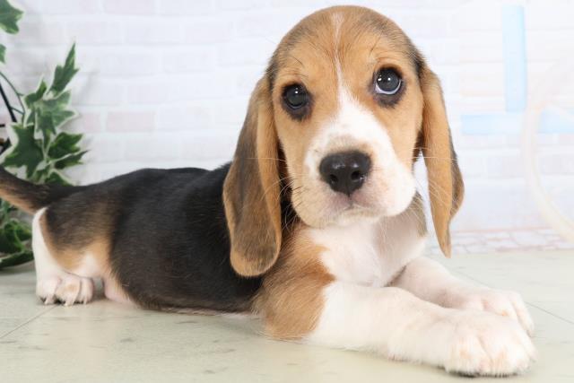 広島県のビーグル (Coo&RIKU福山店/2025年11月28日生まれ/男の子/ハウンドカラー)の子犬の2枚目の画像