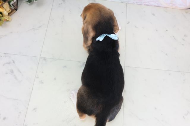 広島県のビーグル (Coo&RIKU福山店/2025年11月28日生まれ/男の子/ハウンドカラー)の子犬の4枚目の画像