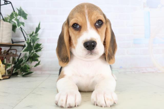 高知県のビーグル (Coo&RIKU高知御座店/2025年11月28日生まれ/男の子/ハウンドカラー)の子犬の1枚目の画像