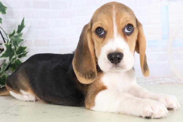 高知県のビーグル (Coo&RIKU高知御座店/2025年11月28日生まれ/男の子/ハウンドカラー)の子犬の2枚目の画像