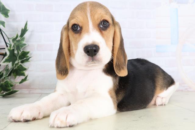 高知県のビーグル (Coo&RIKU高知御座店/2025年11月28日生まれ/男の子/ハウンドカラー)の子犬の3枚目の画像