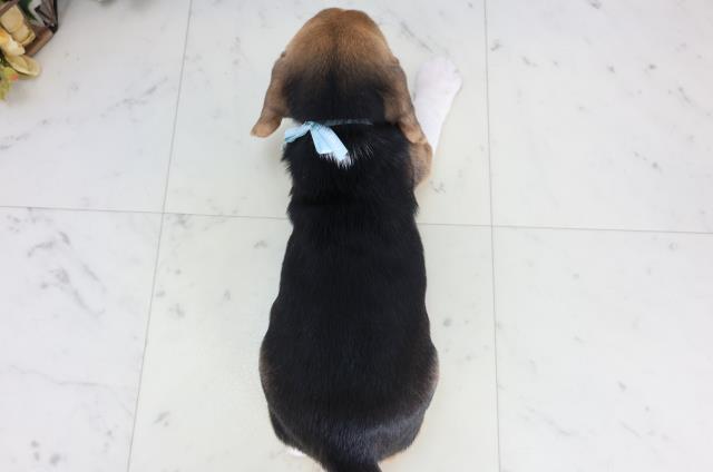 高知県のビーグル (Coo&RIKU高知御座店/2025年11月28日生まれ/男の子/ハウンドカラー)の子犬の4枚目の画像