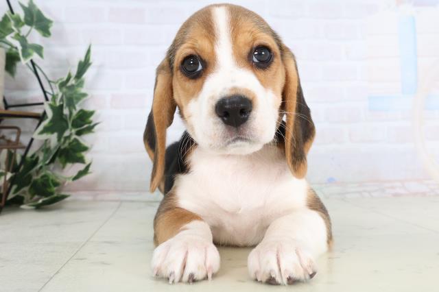 広島県のビーグル (Coo&RIKU広島中央店/2025年11月28日生まれ/女の子/ハウンドカラー)の子犬の1枚目の画像