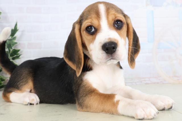 広島県のビーグル (Coo&RIKU広島中央店/2025年11月28日生まれ/女の子/ハウンドカラー)の子犬の2枚目の画像