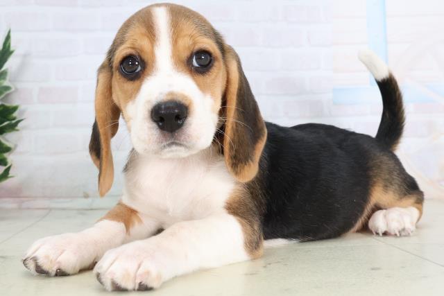 広島県のビーグル (Coo&RIKU広島中央店/2025年11月28日生まれ/女の子/ハウンドカラー)の子犬の3枚目の画像