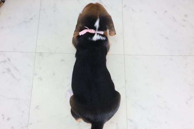 広島県のビーグル (Coo&RIKU広島中央店/2025年11月28日生まれ/女の子/ハウンドカラー)の子犬の4枚目の画像