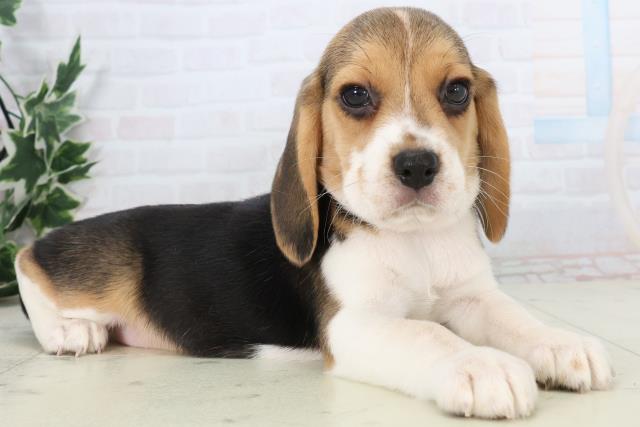 山口県のビーグル (Coo&RIKUサンパークあじす店/2025年11月28日生まれ/女の子/ハウンドカラー)の子犬の2枚目の画像