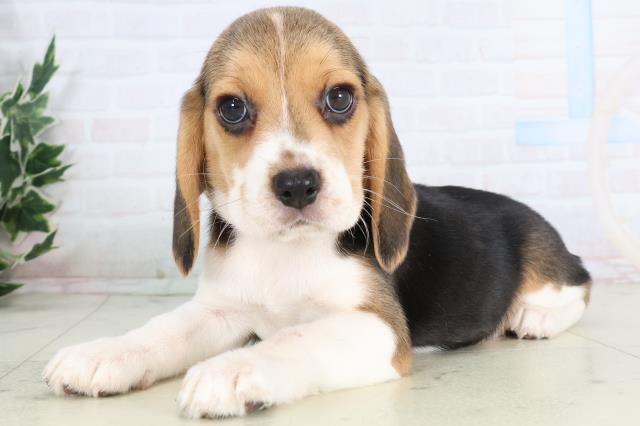 山口県のビーグル (Coo&RIKUサンパークあじす店/2025年11月28日生まれ/女の子/ハウンドカラー)の子犬の3枚目の画像