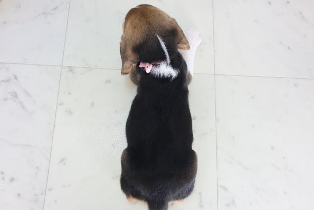 山口県のビーグル (Coo&RIKUサンパークあじす店/2025年11月28日生まれ/女の子/ハウンドカラー)の子犬の4枚目の画像