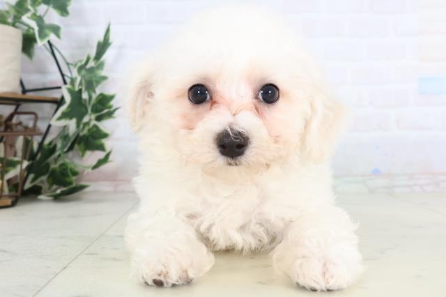 福岡県のビションフリーゼ (Coo&RIKU大牟田店/2025年11月26日生まれ/男の子/ホワイト)の子犬の1枚目の画像