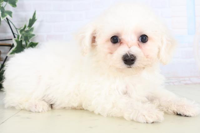 福岡県のビションフリーゼ (Coo&RIKU大牟田店/2025年11月26日生まれ/男の子/ホワイト)の子犬の2枚目の画像