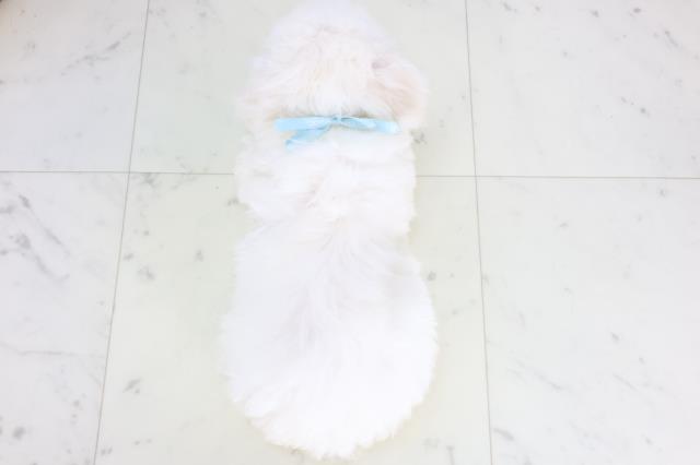 福岡県のビションフリーゼ (Coo&RIKU大牟田店/2025年11月26日生まれ/男の子/ホワイト)の子犬の4枚目の画像