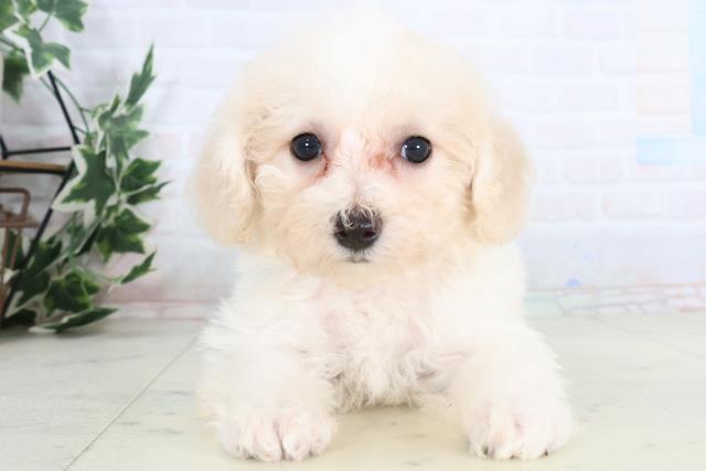 宮崎県のビションフリーゼ (Coo&RIKU宮崎店/2025年11月26日生まれ/女の子/ホワイト)の子犬の1枚目の画像