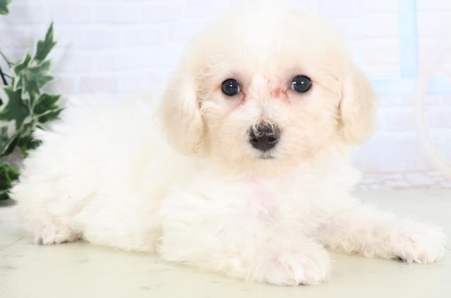 宮崎県のビションフリーゼ (Coo&RIKU宮崎店/2025年11月26日生まれ/女の子/ホワイト)の子犬の2枚目の画像