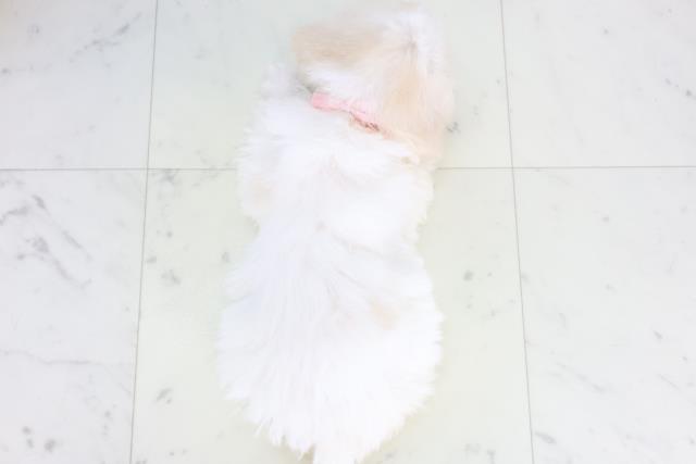 宮崎県のビションフリーゼ (Coo&RIKU宮崎店/2025年11月26日生まれ/女の子/ホワイト)の子犬の4枚目の画像