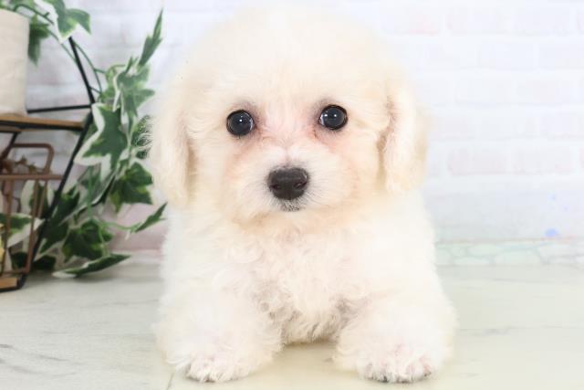 熊本県のビションフリーゼ (Coo&RIKUカリーノ菊陽店/2025年11月26日生まれ/女の子/ホワイト)の子犬の1枚目の画像