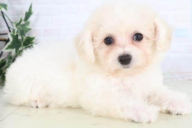 熊本県のビションフリーゼ (Coo&RIKUカリーノ菊陽店/2025年11月26日生まれ/女の子/ホワイト)の子犬の2枚目の画像