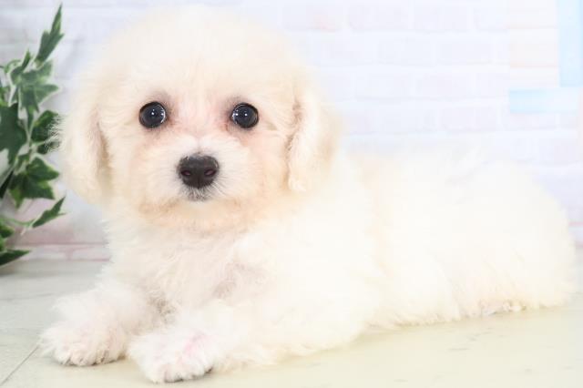 熊本県のビションフリーゼ (Coo&RIKUカリーノ菊陽店/2025年11月26日生まれ/女の子/ホワイト)の子犬の3枚目の画像