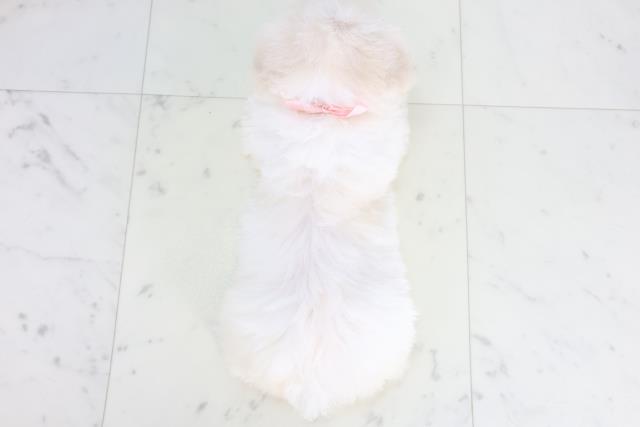 熊本県のビションフリーゼ (Coo&RIKUカリーノ菊陽店/2025年11月26日生まれ/女の子/ホワイト)の子犬の4枚目の画像