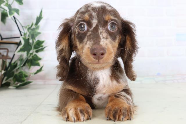 広島県のミニチュアダックスフンド(ロング) (Coo&RIKU広島北店/2025年11月26日生まれ/女の子/チョコレートダップル)の子犬の1枚目の画像