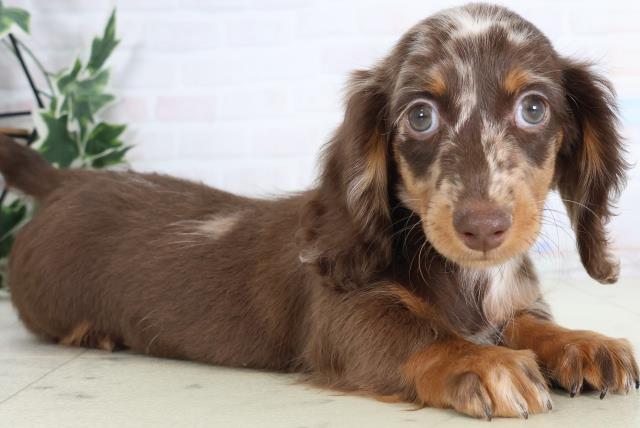 広島県のミニチュアダックスフンド(ロング) (Coo&RIKU広島北店/2025年11月26日生まれ/女の子/チョコレートダップル)の子犬の2枚目の画像