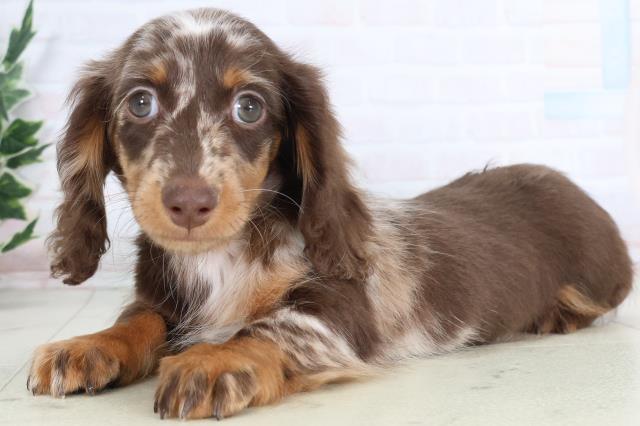 広島県のミニチュアダックスフンド(ロング) (Coo&RIKU広島北店/2025年11月26日生まれ/女の子/チョコレートダップル)の子犬の3枚目の画像