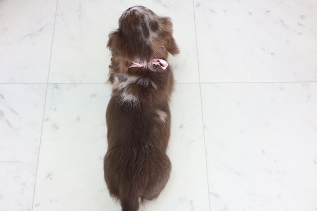 広島県のミニチュアダックスフンド(ロング) (Coo&RIKU広島北店/2025年11月26日生まれ/女の子/チョコレートダップル)の子犬の4枚目の画像