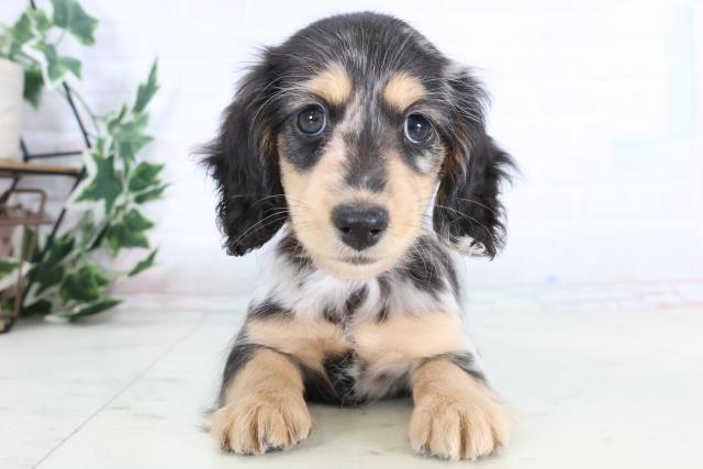 広島県のミニチュアダックスフンド(ロング) (Coo&RIKU広島中央店/2025年11月26日生まれ/女の子/シルバーダップル)の子犬の1枚目の画像