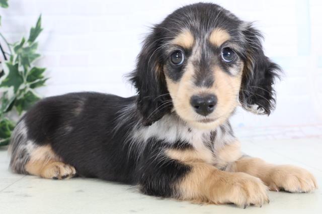 広島県のミニチュアダックスフンド(ロング) (Coo&RIKU広島中央店/2025年11月26日生まれ/女の子/シルバーダップル)の子犬の2枚目の画像