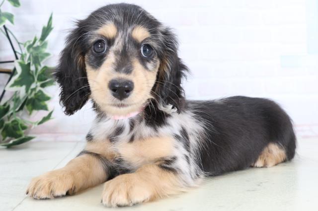 広島県のミニチュアダックスフンド(ロング) (Coo&RIKU広島中央店/2025年11月26日生まれ/女の子/シルバーダップル)の子犬の3枚目の画像