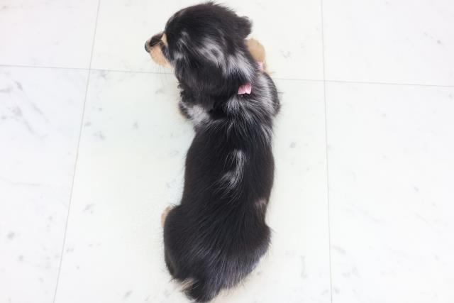 広島県のミニチュアダックスフンド(ロング) (Coo&RIKU広島中央店/2025年11月26日生まれ/女の子/シルバーダップル)の子犬の4枚目の画像