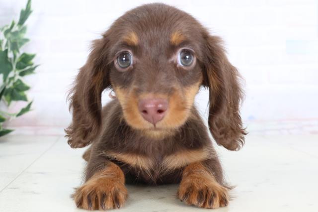 高知県のミニチュアダックスフンド(ロング) (Coo&RIKU高知御座店/2025年11月26日生まれ/女の子/チョコレートタン)の子犬の1枚目の画像