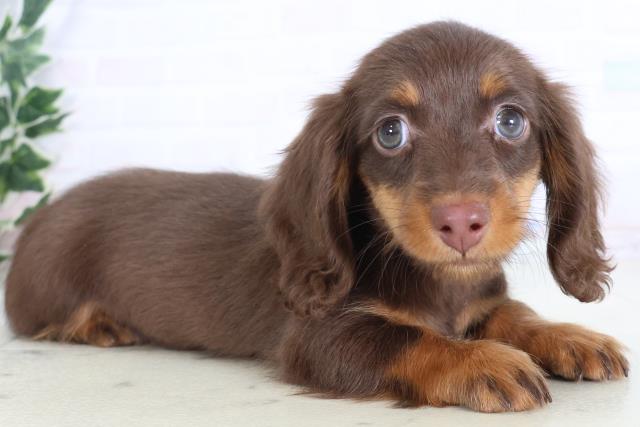 高知県のミニチュアダックスフンド(ロング) (Coo&RIKU高知御座店/2025年11月26日生まれ/女の子/チョコレートタン)の子犬の2枚目の画像