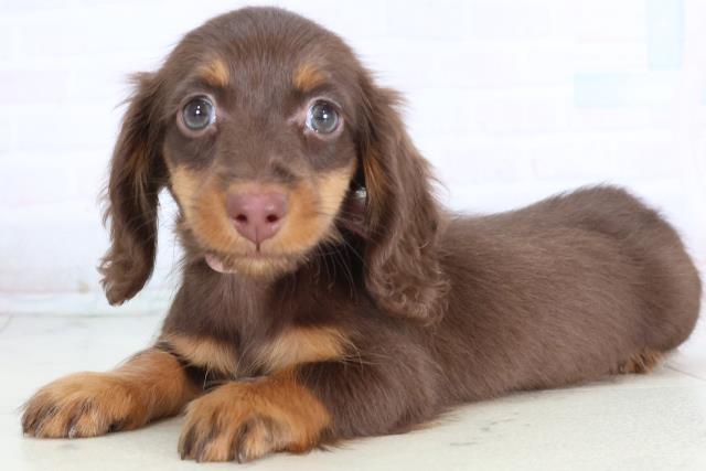 高知県のミニチュアダックスフンド(ロング) (Coo&RIKU高知御座店/2025年11月26日生まれ/女の子/チョコレートタン)の子犬の3枚目の画像