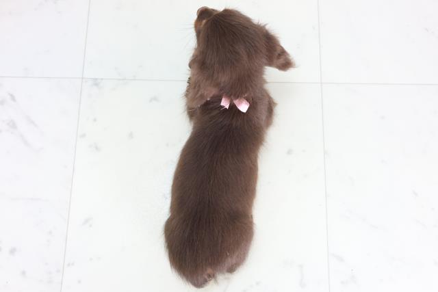 高知県のミニチュアダックスフンド(ロング) (Coo&RIKU高知御座店/2025年11月26日生まれ/女の子/チョコレートタン)の子犬の4枚目の画像