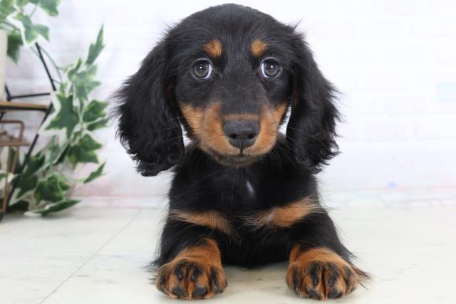 山口県のミニチュアダックスフンド(ロング) (Coo&RIKUシーモール下関店/2025年11月26日生まれ/女の子/ブラックタン)の子犬の1枚目の画像