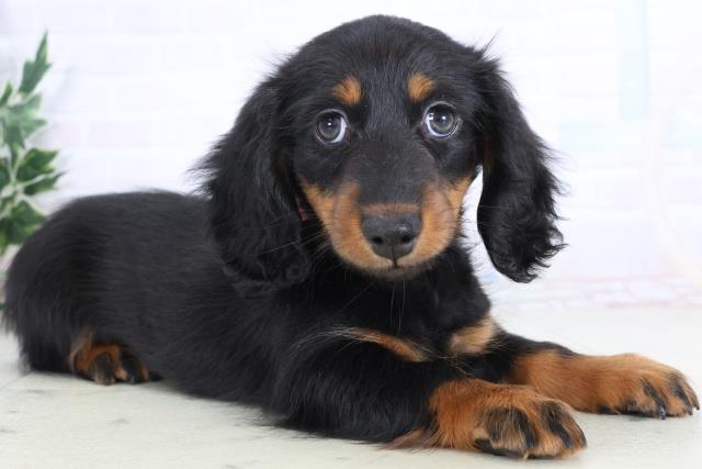 山口県のミニチュアダックスフンド(ロング) (Coo&RIKUシーモール下関店/2025年11月26日生まれ/女の子/ブラックタン)の子犬の2枚目の画像