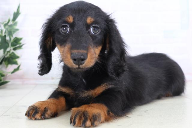 山口県のミニチュアダックスフンド(ロング) (Coo&RIKUシーモール下関店/2025年11月26日生まれ/女の子/ブラックタン)の子犬の3枚目の画像