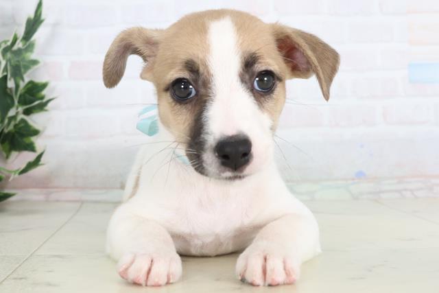 茨城県のジャックラッセルテリア (Coo&RIKU水戸店/2025年11月26日生まれ/男の子/ホワイトタン)の子犬の1枚目の画像
