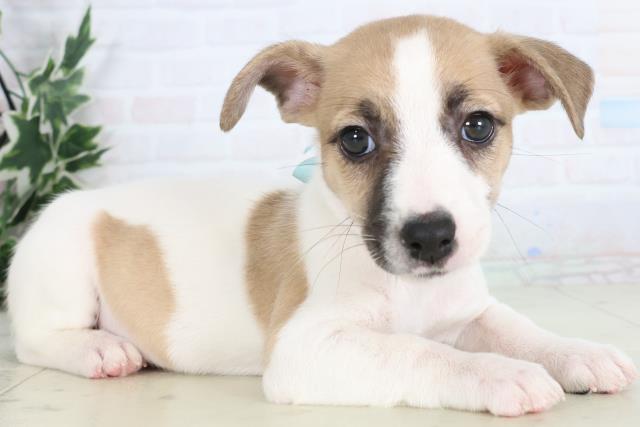 茨城県のジャックラッセルテリア (Coo&RIKU水戸店/2025年11月26日生まれ/男の子/ホワイトタン)の子犬の2枚目の画像