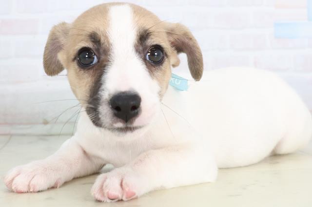 茨城県のジャックラッセルテリア (Coo&RIKU水戸店/2025年11月26日生まれ/男の子/ホワイトタン)の子犬の3枚目の画像