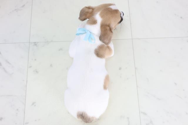 茨城県のジャックラッセルテリア (Coo&RIKU水戸店/2025年11月26日生まれ/男の子/ホワイトタン)の子犬の4枚目の画像