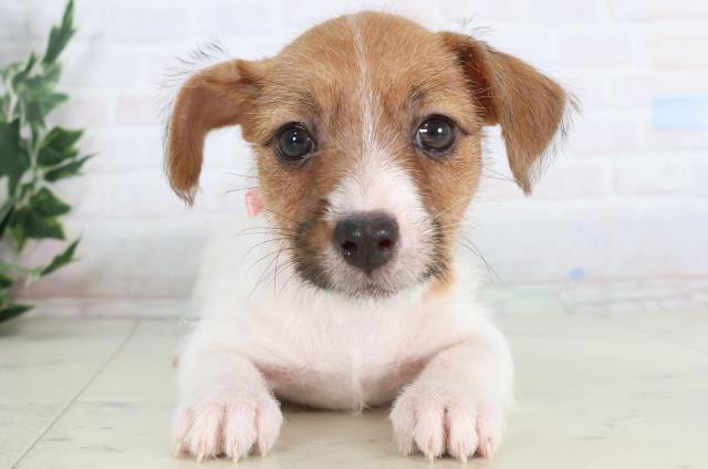 高知県のジャックラッセルテリア (Coo&RIKU高知御座店/2025年11月26日生まれ/女の子/ホワイトタン)の子犬の1枚目の画像