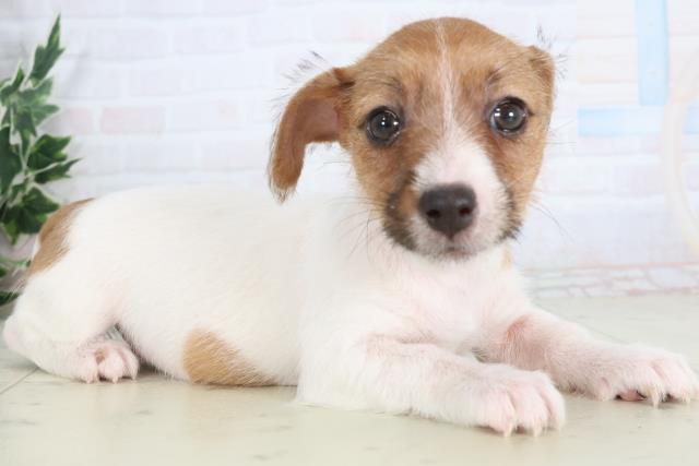 高知県のジャックラッセルテリア (Coo&RIKU高知御座店/2025年11月26日生まれ/女の子/ホワイトタン)の子犬の2枚目の画像