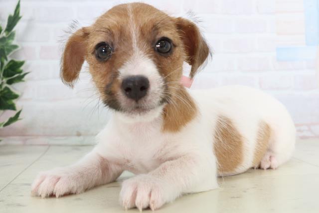 高知県のジャックラッセルテリア (Coo&RIKU高知御座店/2025年11月26日生まれ/女の子/ホワイトタン)の子犬の3枚目の画像