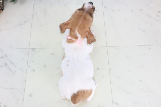 高知県のジャックラッセルテリア (Coo&RIKU高知御座店/2025年11月26日生まれ/女の子/ホワイトタン)の子犬の4枚目の画像