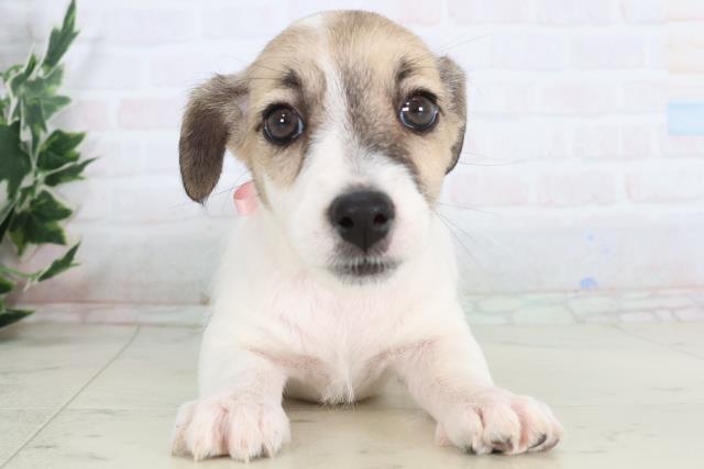 群馬県のジャックラッセルテリア (Coo&RIKU前橋店/2025年11月26日生まれ/女の子/ホワイトタン)の子犬の1枚目の画像