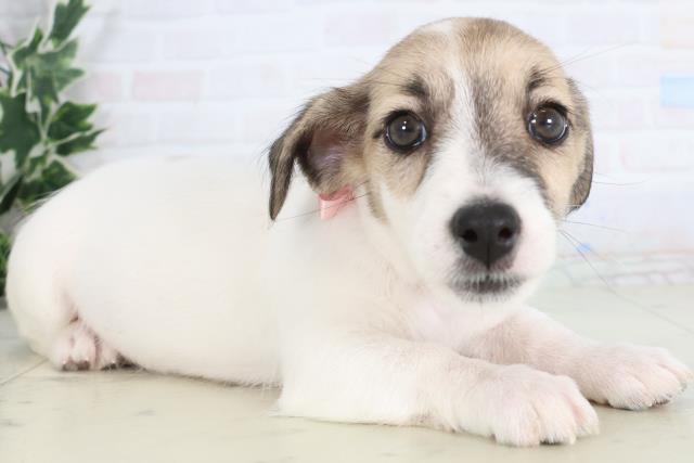 群馬県のジャックラッセルテリア (Coo&RIKU前橋店/2025年11月26日生まれ/女の子/ホワイトタン)の子犬の2枚目の画像