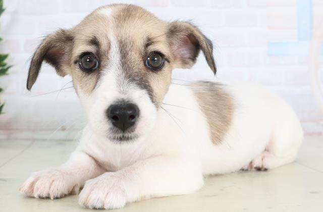 群馬県のジャックラッセルテリア (Coo&RIKU前橋店/2025年11月26日生まれ/女の子/ホワイトタン)の子犬の3枚目の画像