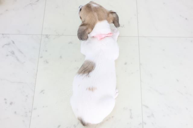 群馬県のジャックラッセルテリア (Coo&RIKU前橋店/2025年11月26日生まれ/女の子/ホワイトタン)の子犬の4枚目の画像